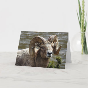 Cartão Notecard de Ovelha Bighorn