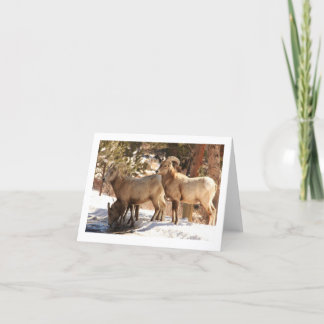 Cartão Notecard de Ovelha Bighorn