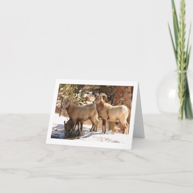 Cartão Notecard de Ovelha Bighorn (Frente)