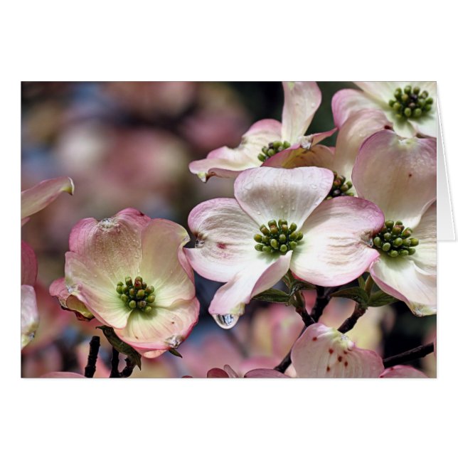 Cartão Notecard - Dogwood Rosa (Frente horizontal)