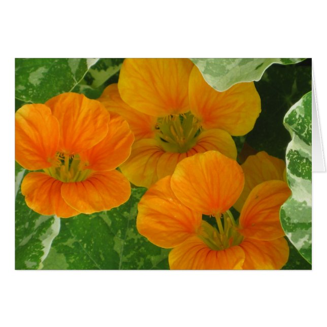Cartão Notecard Nasturtium (Frente horizontal)
