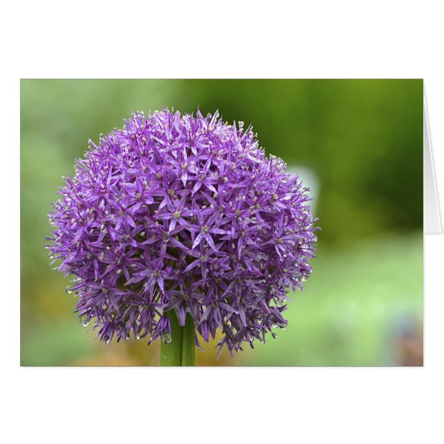 Cartão Notecard Paixão Roxo (Frente Horizontal)