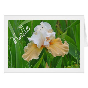 CARTÃO NOTECARD, PEACH E BRANCOS IRIS/ HELLO /PHOTOG.