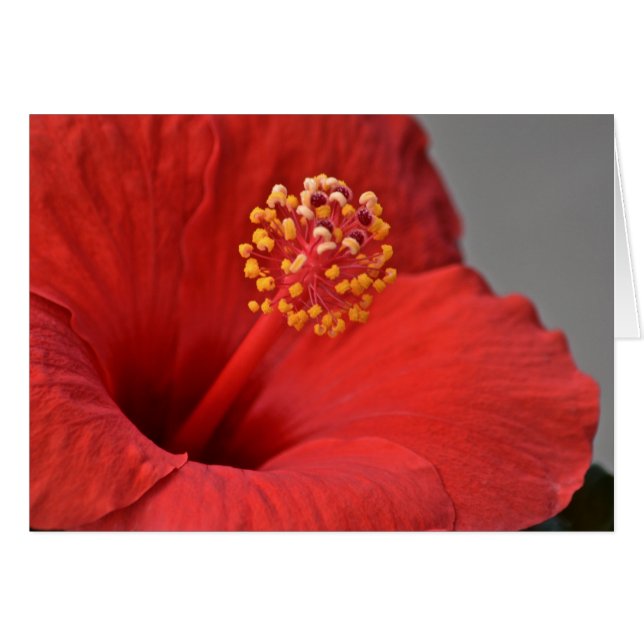 Cartão Notecard Red Flower (Frente horizontal)