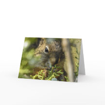Notecard Rock Squirrel