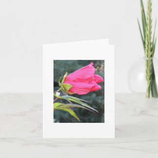 Cartão Notecard with brilliant red flower