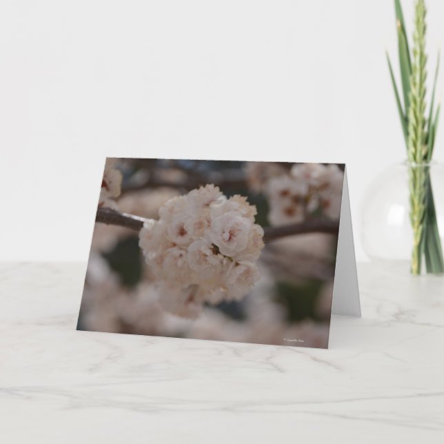 Cartão Notecard with Canadian Plum Tree Blossom (Frente)