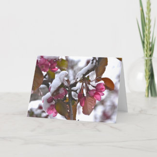 Cartão Notecard with Snow on Crab Apple Blossom