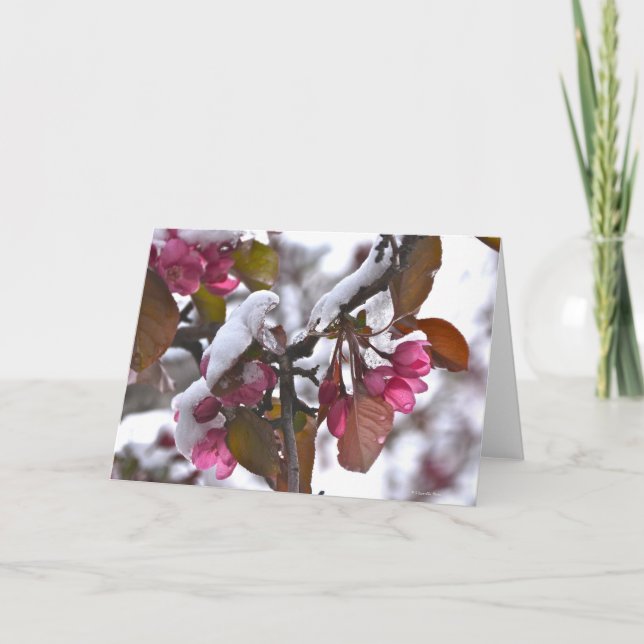 Cartão Notecard with Snow on Crab Apple Blossom (Frente)