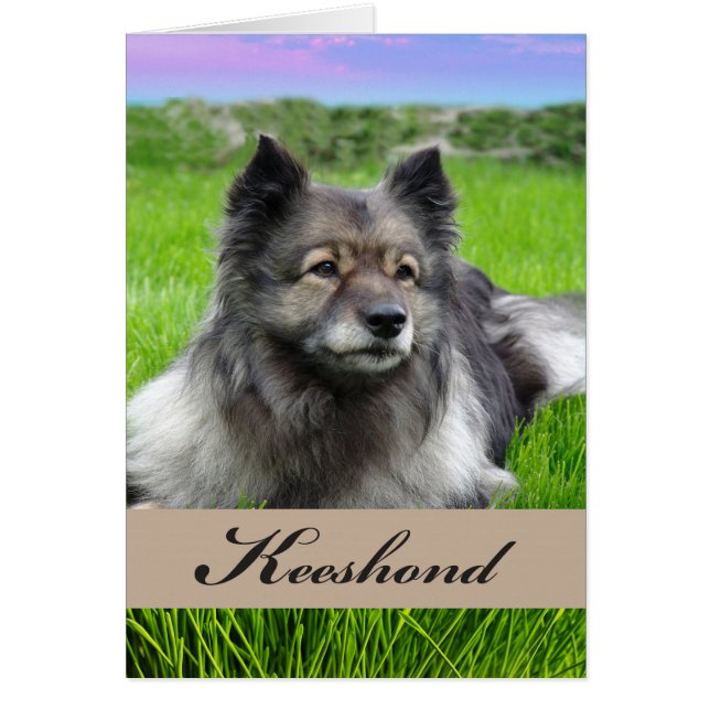 Cartão Novo Cão de Keeshond em Grass (Frente)