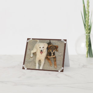 Cartão Nowzad Rescue Dogs Notecard