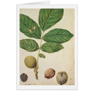 Cartão Noz, c.1568 (w/c no papel)