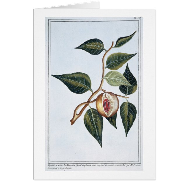 Cartão Noz-moscada, placa 7, 'da coleção Precieuse e Enl (Frente)