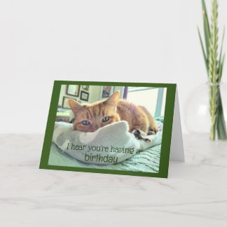 Cartão Nozes de Gato de Aniversário