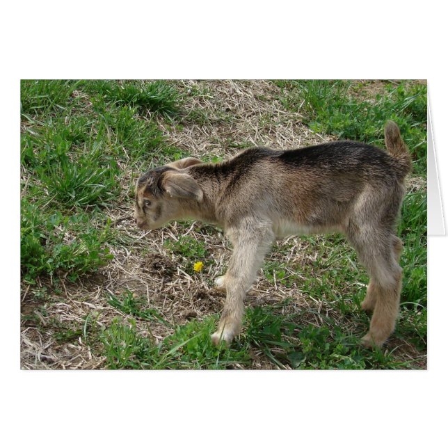 Cartão Nubian Billy Kid em um dia de idade (Frente Horizontal)
