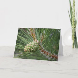 Cartão Nublile Pine Cone Card Blank