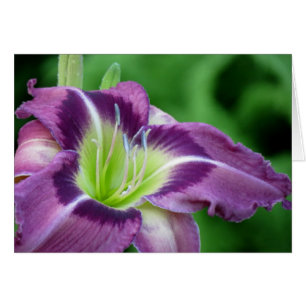 Cartão Núcleo do crípton - hemerocallis