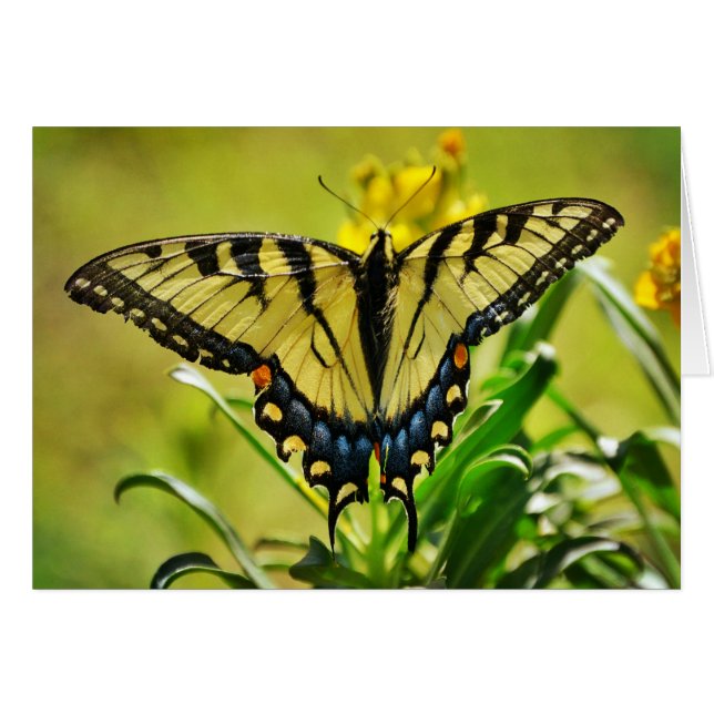 Cartão Números de Placa de Escritura de Borboleta Amarela (Frente Horizontal)