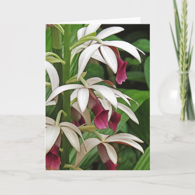 Cartão Nun's Orchid Blossoms Greeting Card (Frente)
