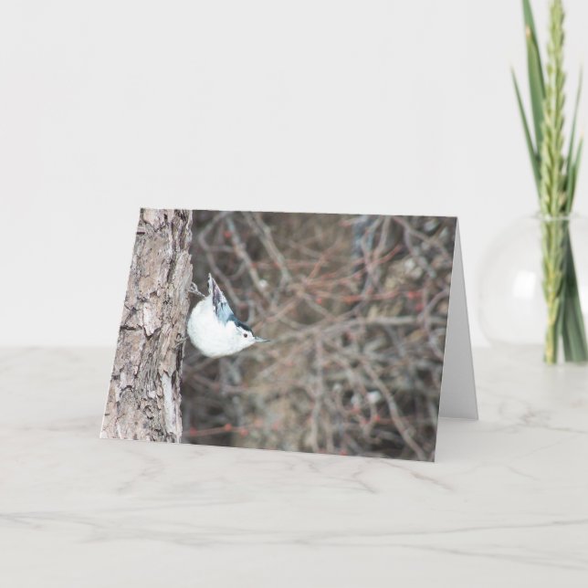 Cartão Nuthatch de peito branco (Frente)