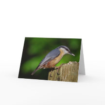 Nuthatch Greetings Card