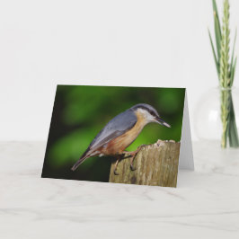 Cartão Nuthatch Greetings Card