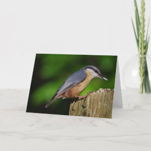 Cartão Nuthatch Greetings Card