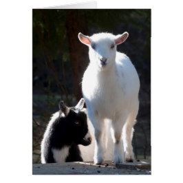 Cartão O anão nigeriano vai para a Mesa do piquenique