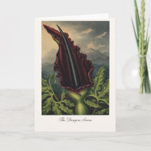 O Arum do Dragão — Reinterpretação Botânica Modern
