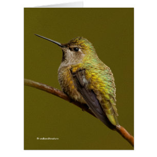 Cartão O beija-flor de Anna no escarlet Trumpetvine