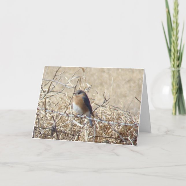 Cartão O Bluebird & cardinal, vida são uma canção (Frente)