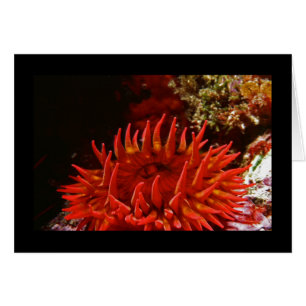 Cartão O branco manchou a anêmona cor-de-rosa