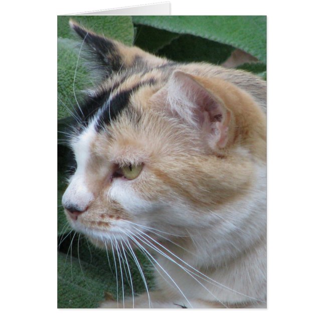 Cartão O Caçador (Frente)