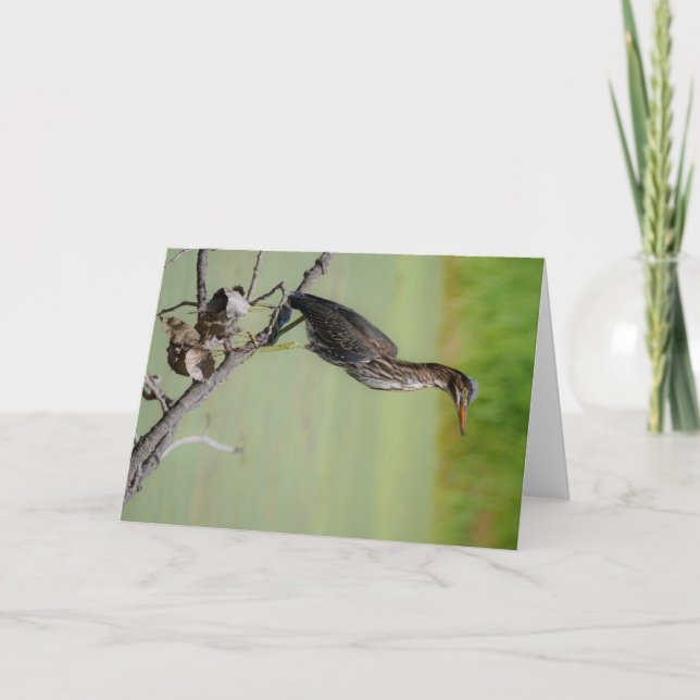 Cartão O Caçador Verde: Um Herão Verde na Vigia (Frente)