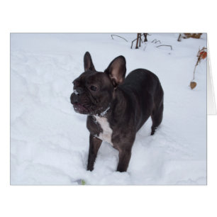 Cartão O Cachorro Negro Doce Gosta De Neve