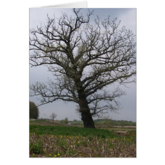 Cartão O carvalho enorme, velho em 22