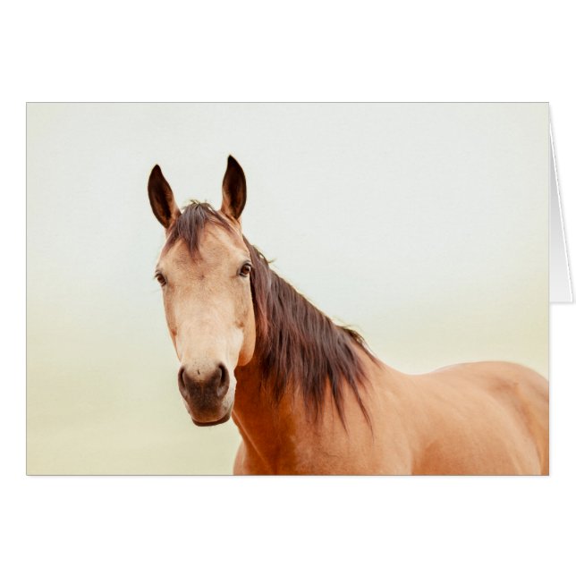 Cartão O cavalo de Tan olha-o (Frente Horizontal)