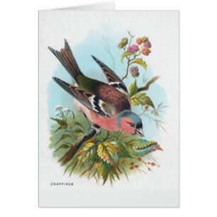 Cartão O Chaffinch