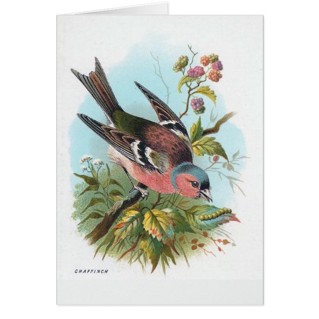 Cartão O Chaffinch (Frente)