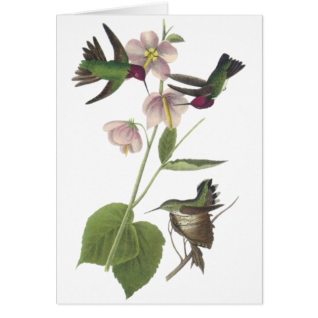Cartão O colibri de Anna, James Audubon (Frente)