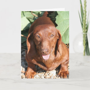 Cartão O Dachshund que pensa de você carda