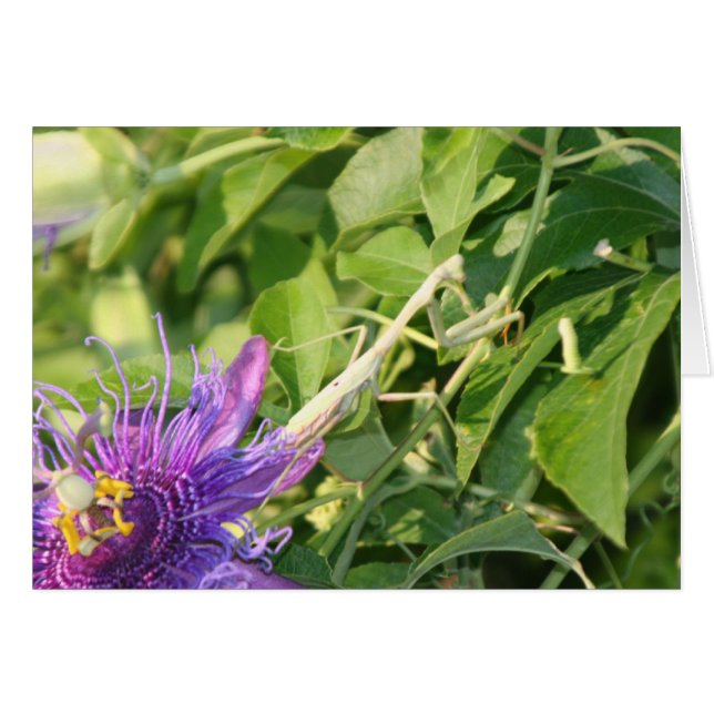 Cartão O deus está nos detalhes (Frente Horizontal)