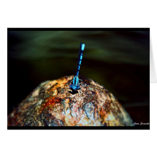 Cartão O Dragonfly Solitário