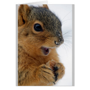 Cartão O esquilo o mais feliz nunca