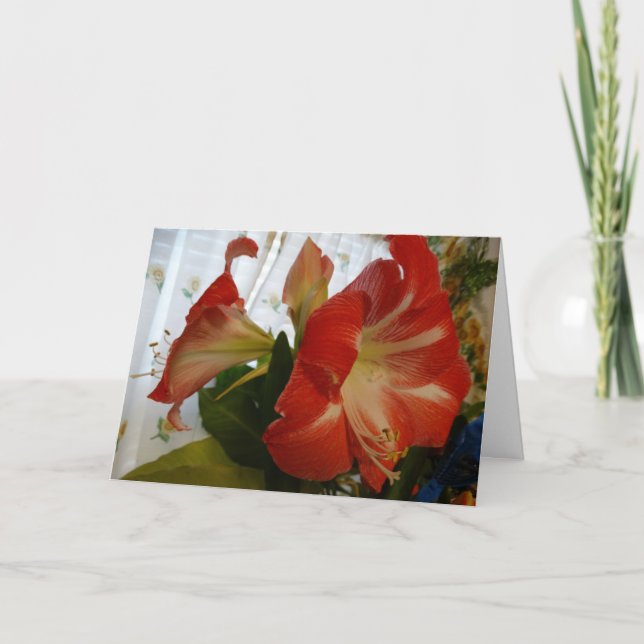 Cartão O Favor de Deus, Stargazer Amaryllis (Frente)