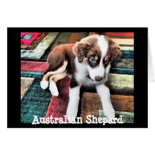 Cartão O filhote de cachorro de Shepard do australiano