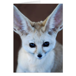 Cartão O Fox o mais bonito de Fennec dos mundos