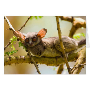 Cartão O Gálago do Senegal (Galago Senegalensis)