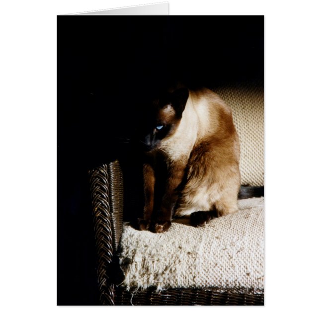 Cartão O gatinho (Frente)