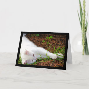 Cartão O Gato nas Agulhas de Pinheiro